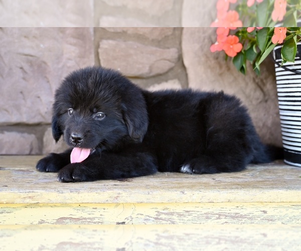 Medium Photo #6 Newfoundland Puppy For Sale in MILLERSBURG, OH, USA