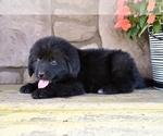 Small #5 Newfoundland
