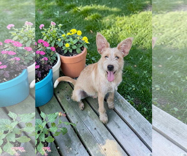 Medium Photo #7 Texas Heeler-Unknown Mix Puppy For Sale in McKinney, TX, USA