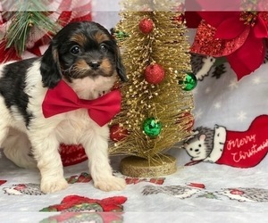 Cavapoo Puppy for sale in LANCASTER, PA, USA