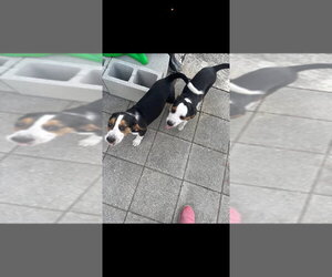 Bagle Hound Dogs for adoption in Valrico, FL, USA