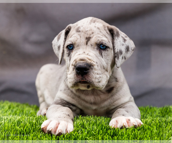 Medium Photo #8 Great Dane Puppy For Sale in WAKARUSA, IN, USA