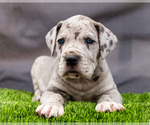 Small #6 Great Dane