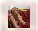Small Photo #13 Goldendoodle Puppy For Sale in NEW YORK, NY, USA