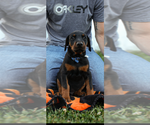 Puppy Blue Doberman Pinscher