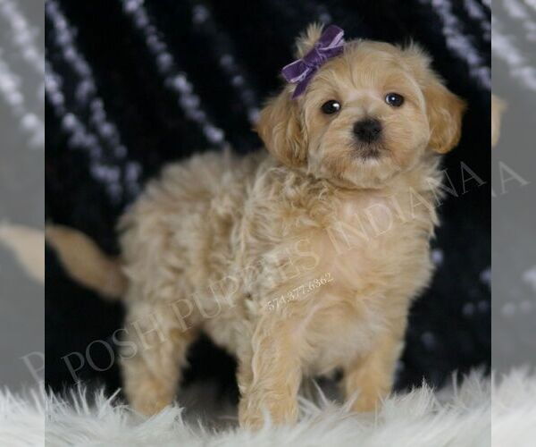Medium Photo #76 Maltipoo (Miniature) Puppy For Sale in WARSAW, IN, USA