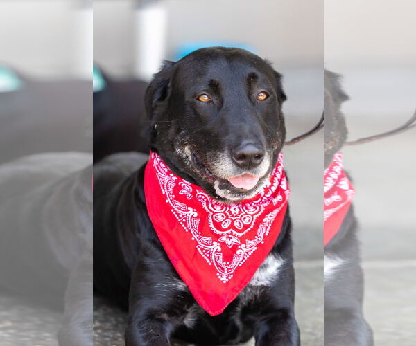 Medium Photo #11 Great Dane-Labrador Retriever Mix Puppy For Sale in San Diego, CA, USA