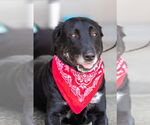 Small #10 Great Dane-Labrador Retriever Mix