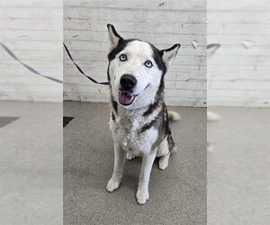 Siberian Husky Dogs for adoption in San Bernardino, CA, USA