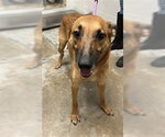Small German Shepherd Dog Mix
