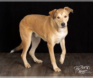 Anatolian Shepherd-Unknown Mix Dogs for adoption in Claremore, OK, USA