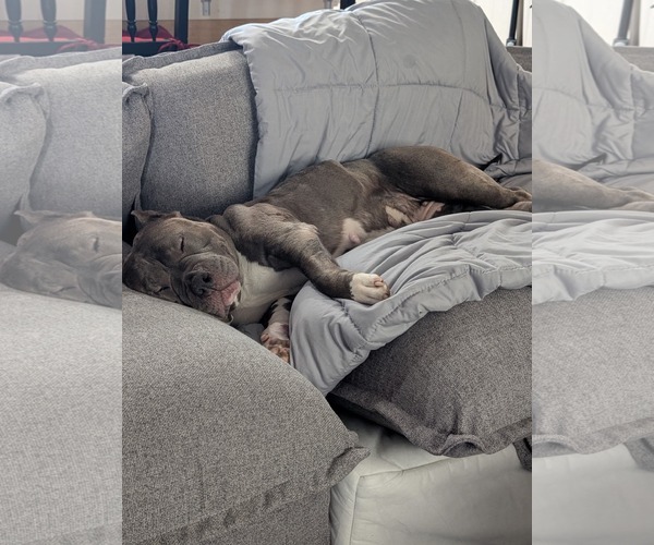 Medium Photo #5 American Pit Bull Terrier Puppy For Sale in Rockaway, NJ, USA