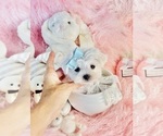 Cute maltese - Female Maltese Puppy for Sale - Photo #15
