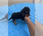 Small #2 Cavalier King Charles Spaniel