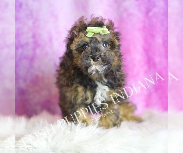 Medium Photo #4 Poodle (Toy) Puppy For Sale in WARSAW, IN, USA