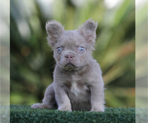 French Bulldog Puppy for sale in EMPIRE STATE, NY, USA