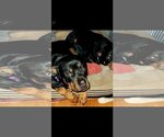 Small Photo #2 Rottweiler Puppy For Sale in Hillsboro, NH, USA
