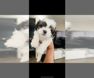Biewer Terrier-Shih Tzu Mix Puppy for sale in COLORADO SPRINGS, CO, USA