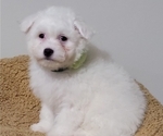 Puppy Pavlova Coton de Tulear-Poochon Mix