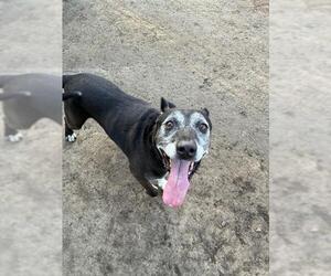 Mutt Dogs for adoption in Riverside, CA, USA