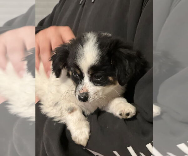 Medium Photo #3 Colonial Cocker Spaniel-Unknown Mix Puppy For Sale in Dana Point, CA, USA