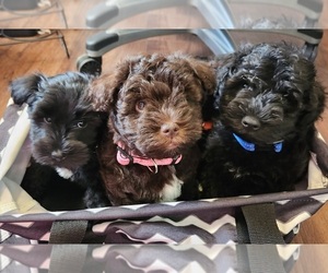 Schnauzer (Miniature) Litter for sale in RADCLIFF, KY, USA