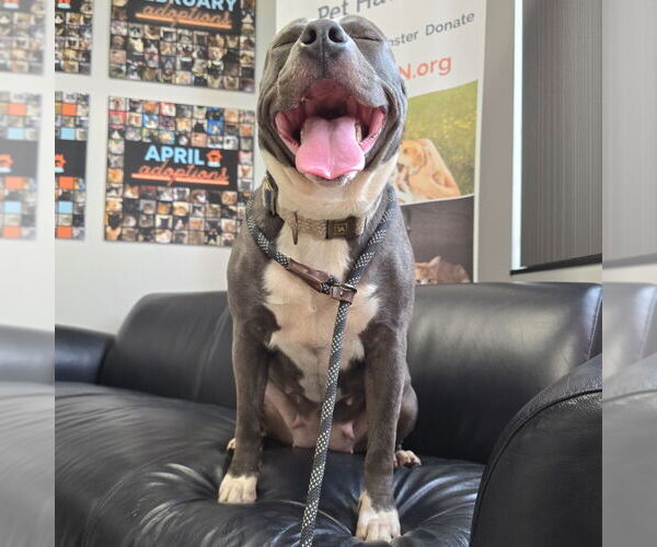 Medium Photo #8 American Pit Bull Terrier Puppy For Sale in Minneapolis, MN, USA