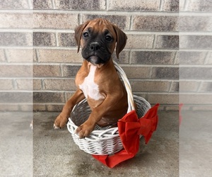 Boxer Puppy for sale in MIDDLEBURY, IN, USA
