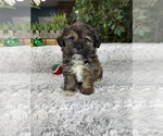 Small Photo #1 Shorkie Tzu Puppy For Sale in GREENFIELD, IN, USA