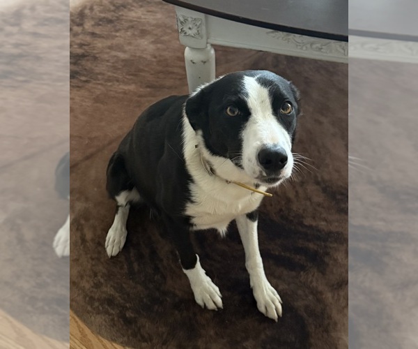 Medium Photo #1 Border Collie Puppy For Sale in PURCELLVILLE, VA, USA