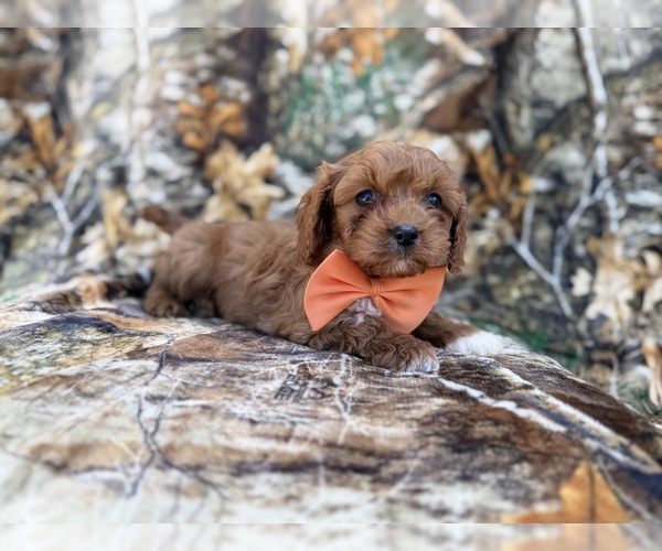 Medium Photo #4 Cavapoo (Miniature) Puppy For Sale in LAKELAND, FL, USA