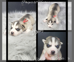 Small Photo #55 Siberian Husky Puppy For Sale in BLOOMFIELD, IN, USA