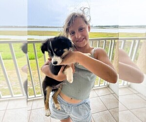 Miniature Australian Shepherd Puppy for sale in JACKSONVILLE, FL, USA