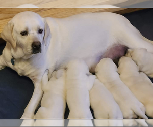 Mother of the Labrador Retriever puppies born on 04/17/2022