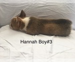 Small Photo #5 Pembroke Welsh Corgi Puppy For Sale in RAMONA, OK, USA