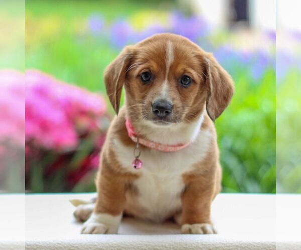 Medium Photo #4 Dorgi Puppy For Sale in ANNVILLE, PA, USA