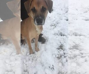 Mutt Dogs for adoption in Jackson, MS, USA