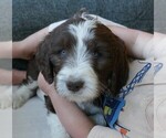 Puppy Samwise Labradoodle