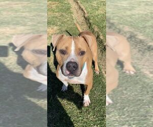Milton - Male Mutt Dog for Adoption - Photo #4