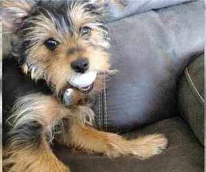 Yorkshire Terrier Puppy for sale in SNEADS FERRY, NC, USA
