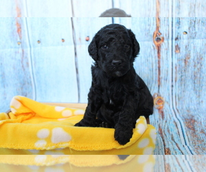 Poodle (Standard) Puppy for sale in CICERO, IL, USA