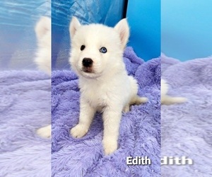 Siberian Husky Puppy for sale in SANDY HOOK, KY, USA