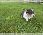 Small #8 American Corgi