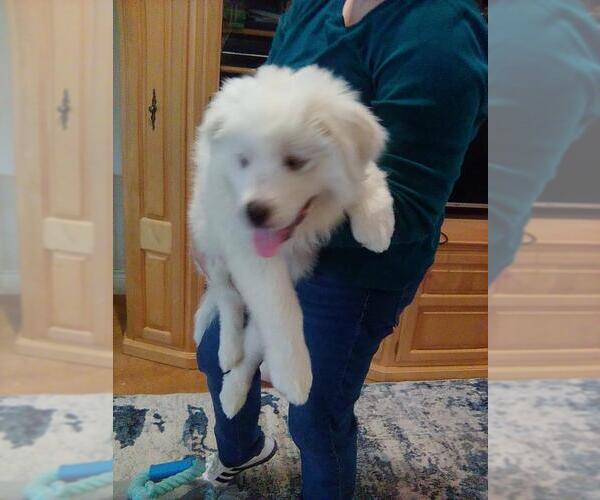 Medium Photo #4 Great Pyrenees Puppy For Sale in Spring, TX, USA