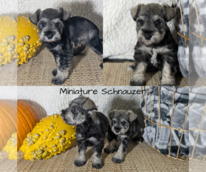 Schnauzer (Miniature) Litter for sale in GOSHEN, IN, USA