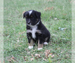 Miniature American Shepherd Puppy for sale in LAWTON, OK, USA