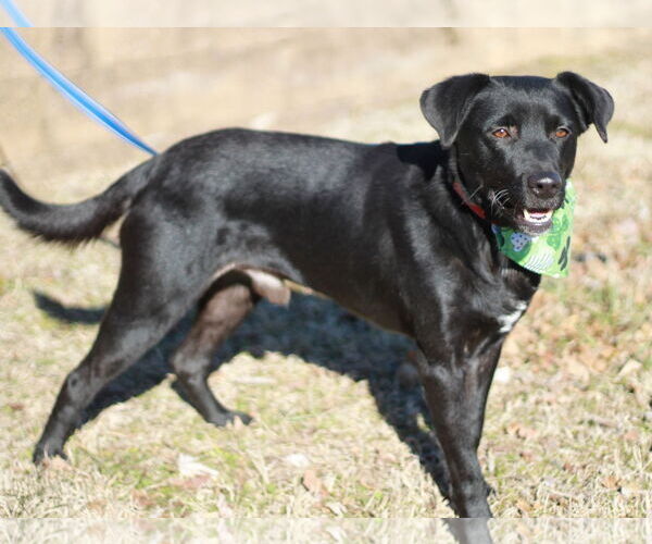 Medium Photo #2 Borador Puppy For Sale in Cookeville, TN, USA