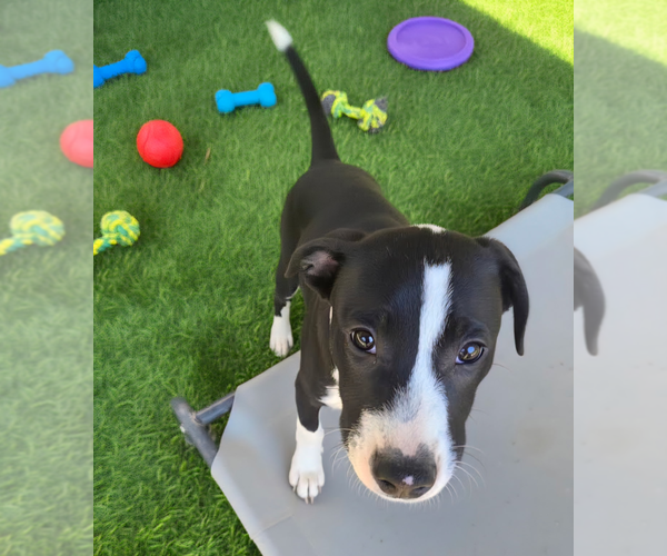 Medium Photo #5 Border Collie-Unknown Mix Puppy For Sale in Holly Springs, NC, USA