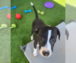 Small #4 Border Collie Mix
