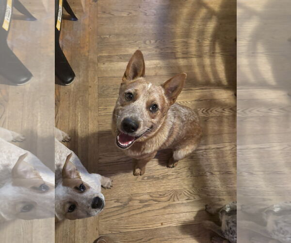 Medium Photo #2 Mutt Puppy For Sale in Garden City, NY, USA